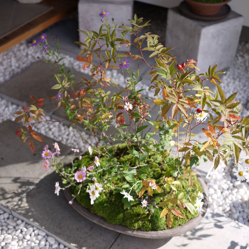 山野草の寄せ植え2L | hirugao