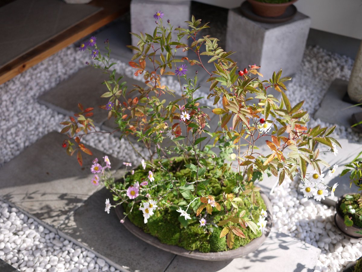 山野草の寄せ植え2L | hirugao