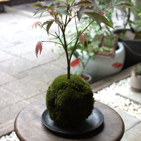 苔玉　紅葉〈京の舞〉(C-1)
