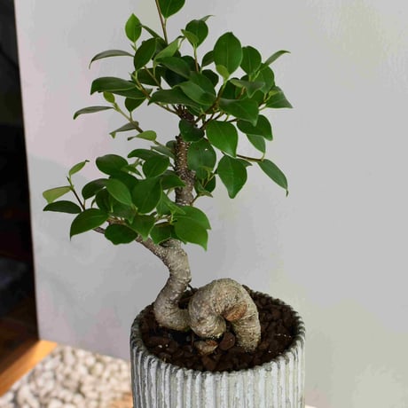 観葉植物　ガジュマル(G-11)