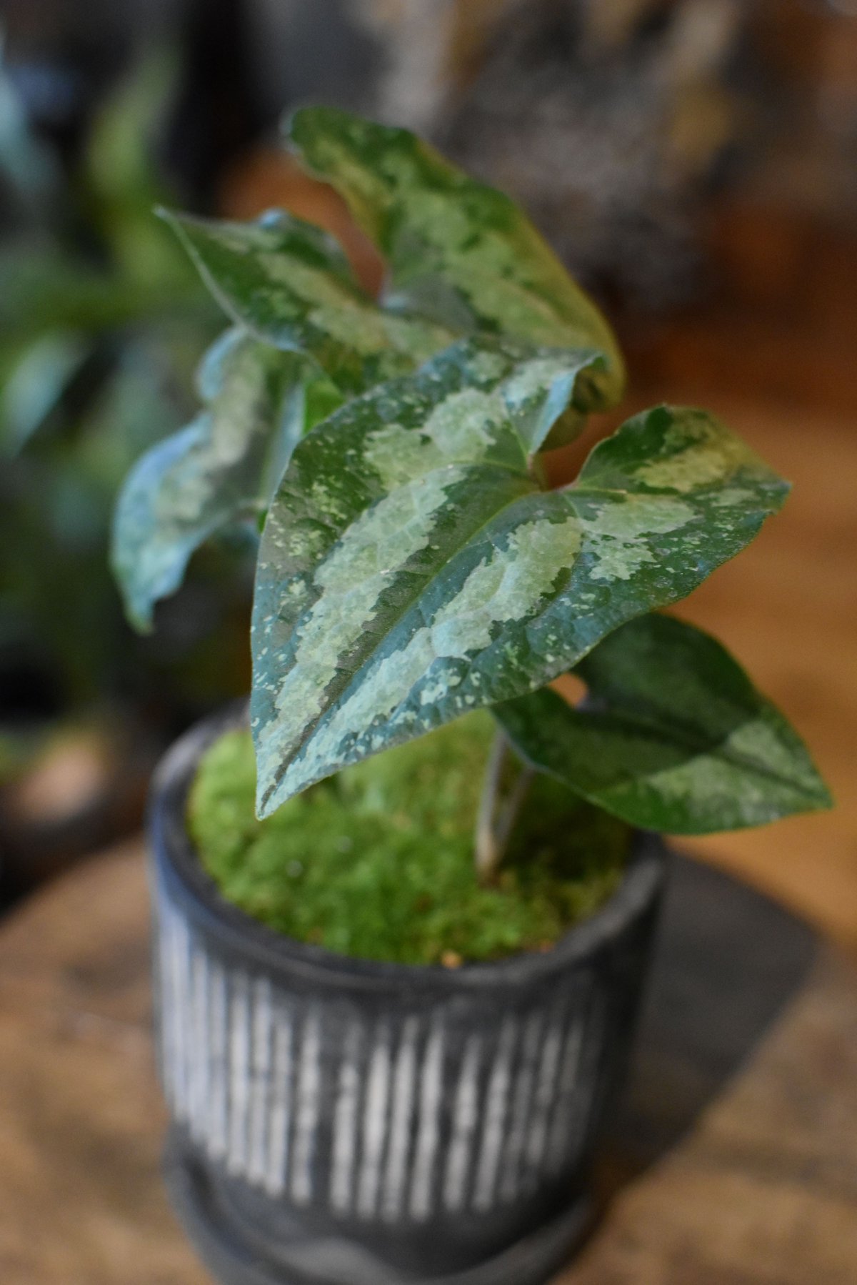 完売　　天然野生【カンアオイ＊寒葵/盆栽用の3色の鉢に！素敵ですよ】東京檜原村産 園芸ネット本店｜カンアオイ（寒葵）：天の川（アマノガワ）3号ポット