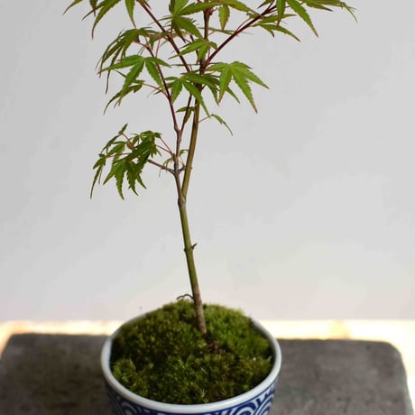 盆栽　紅葉〈長良川〉(Y-51)