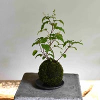 苔玉 数珠珊瑚(C-36)
