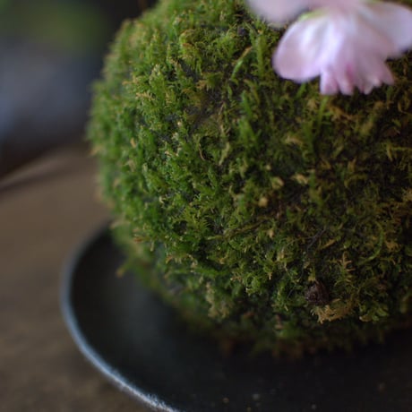 苔玉　旭山桜(C‐11)