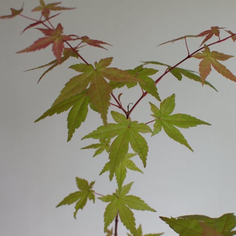 苔玉 紅葉〈出猩々〉(C-55)