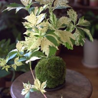苔玉　アメリカヅタ(C-13)