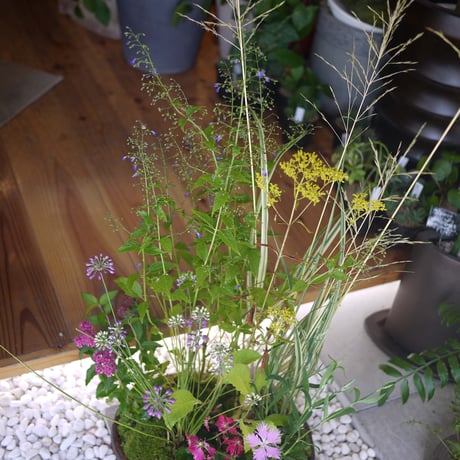山野草の寄せ植え-L-