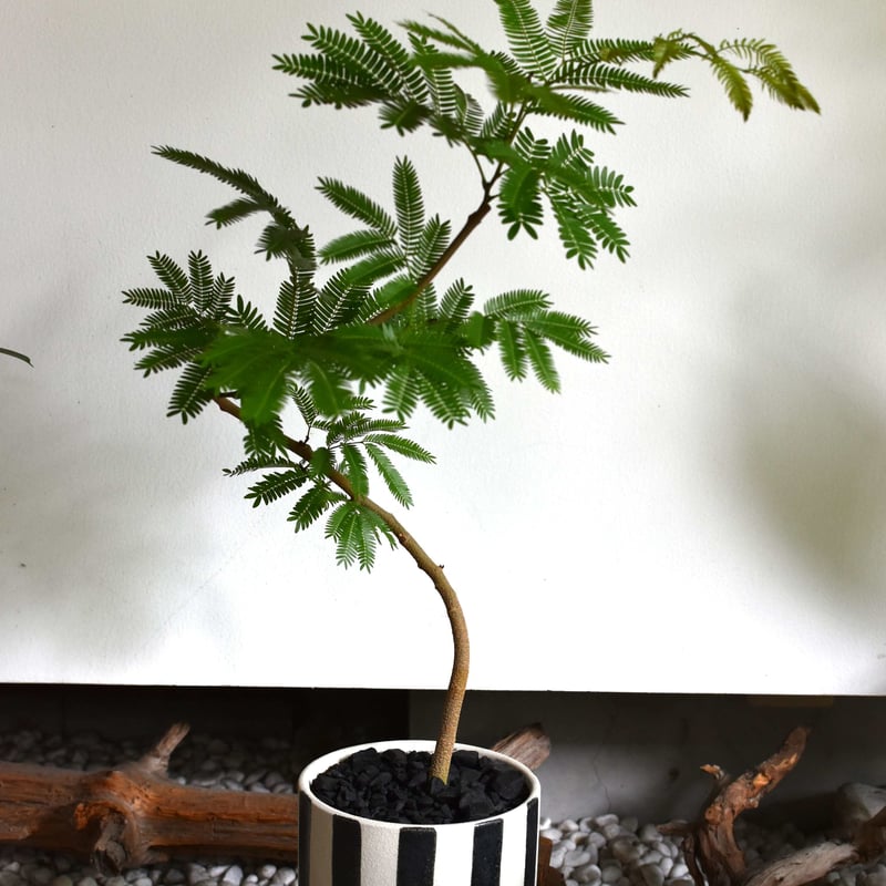 観葉植物 エバーフレッシュ(G-15) | hirugao