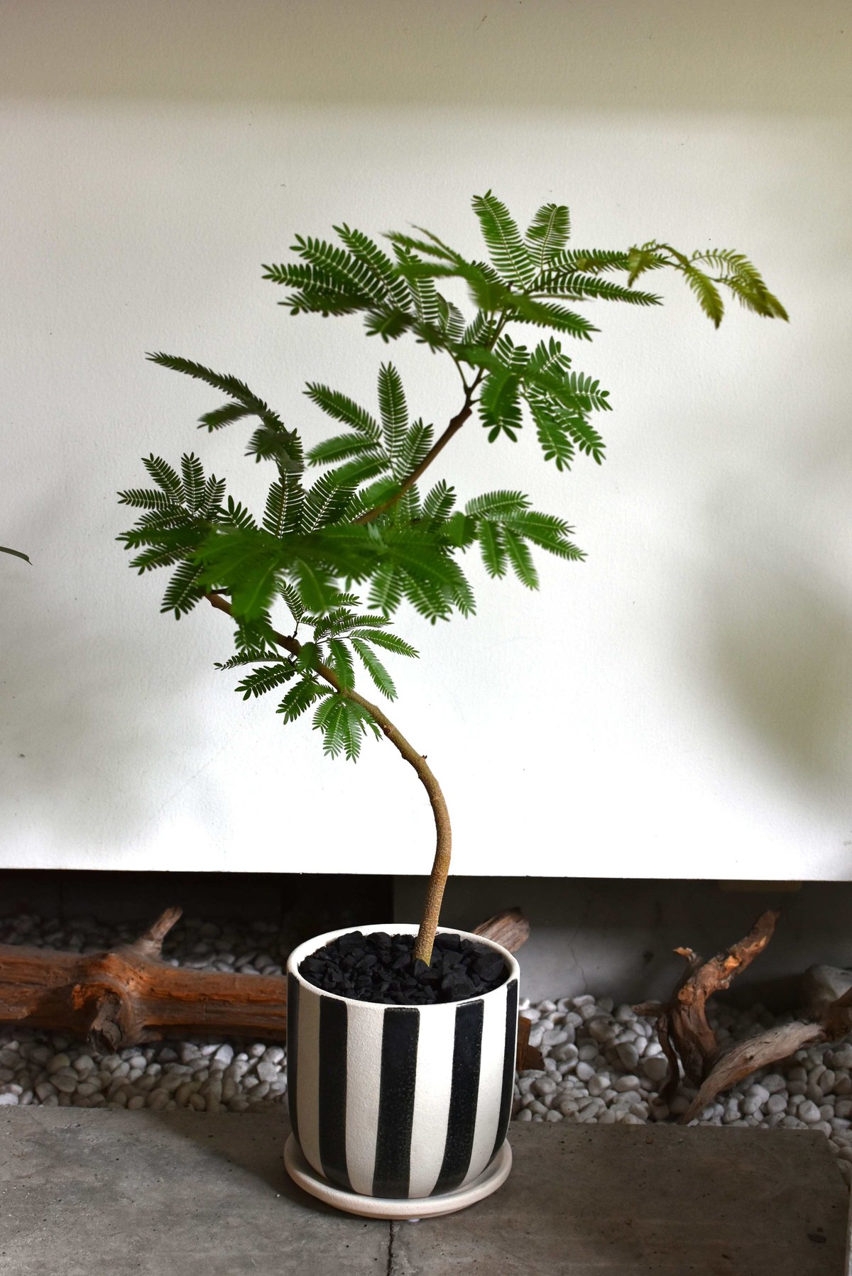 ホヤオーストラリスリサ　Hoya Australis Lisa　希少 抜き苗 ⑥ ホヤオーストラリスリサ Hoya Australis Lisa 希少 抜き苗 ⑥ ホヤ