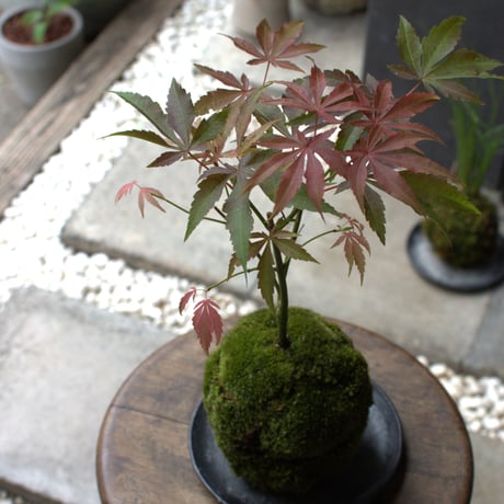 苔玉　紅葉〈京の舞〉(C-1)