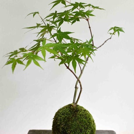 苔玉 紅葉〈流泉〉(C-30)