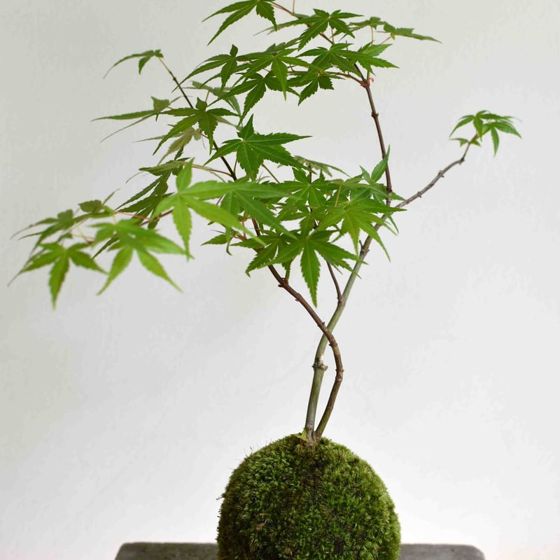 苔玉 紅葉〈流泉〉(C-30) | hirugao