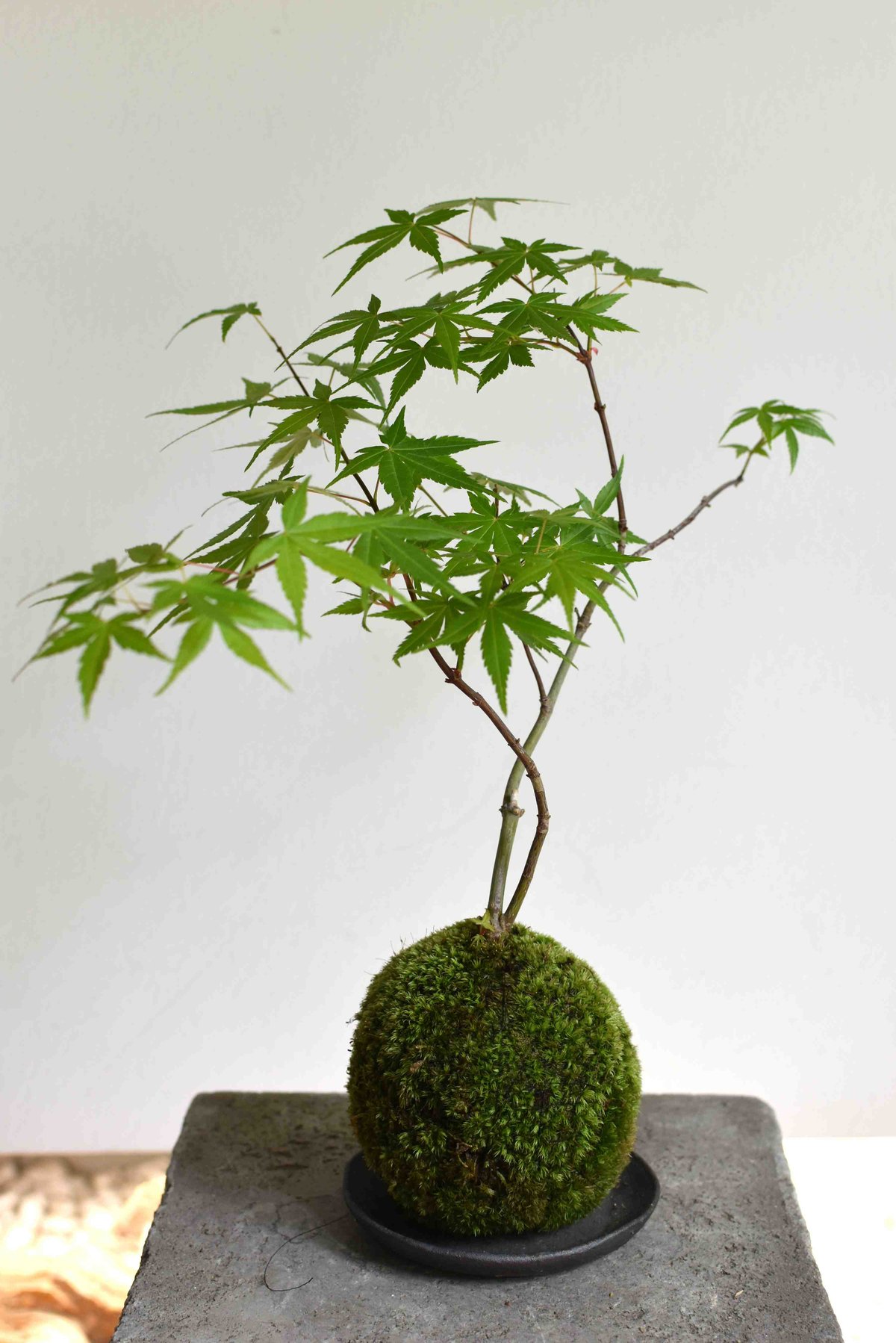 しだれもみじ/流泉（りゅうせん）【現品発送】管理 70388 しだれもみじ/流泉（りゅうせん）【現品発送】管理 70388 苔玉 紅葉