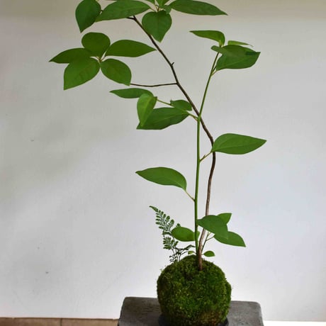 苔玉 黒文字(C-31)