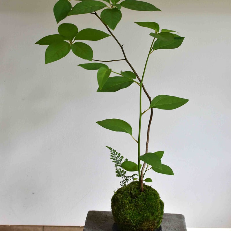 苔玉・苔 puyozou 苔玉・苔 puyozou 苔玉・苔 puyozou 苔玉・苔 puyozou 楽天市場