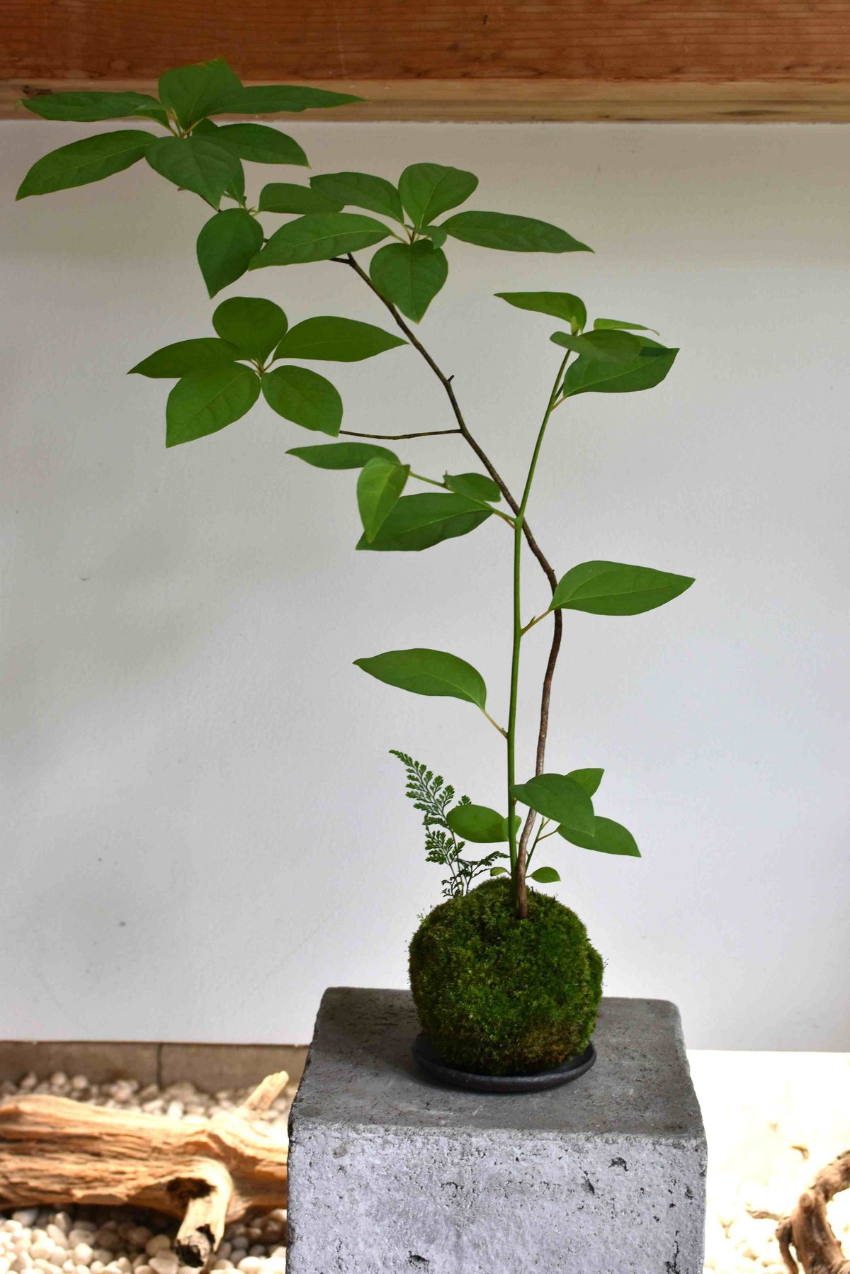 苔玉・苔 puyozou 苔玉・苔 puyozou 楽天市場】（観葉植物）苔玉 おまかせ観葉 Ver