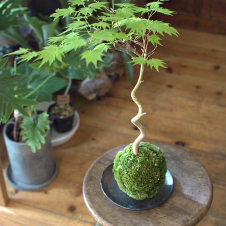 苔玉　紅葉〈有明〉(C-12)