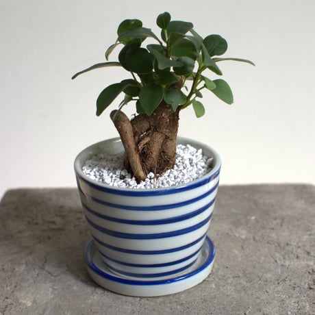 観葉植物 人参ガジュマル(G-35)