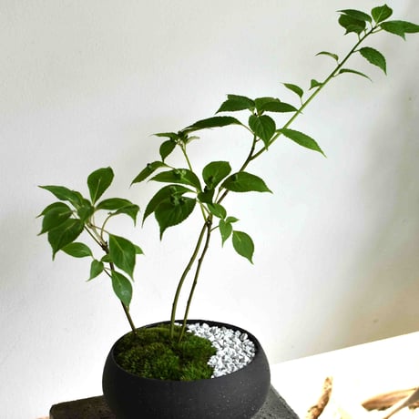 盆栽 花筏(Y-50)
