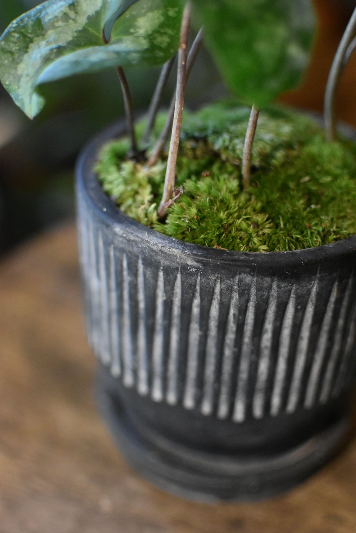 盆栽 青城カンアオイ(Y-16) | hirugao