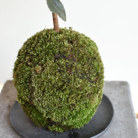 苔玉 万両紅孔雀(C-43)