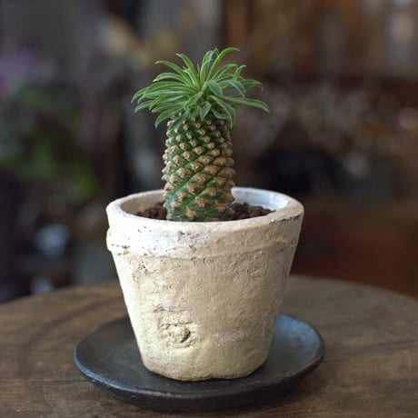 観葉植物　峨眉山(G‐10)