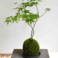 苔玉 紅葉〈流泉〉(C-30)
