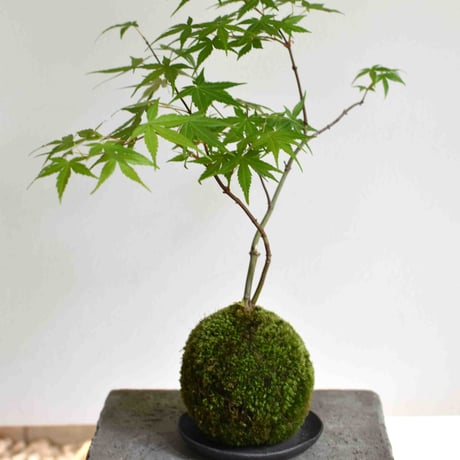 苔玉 紅葉〈流泉〉(C-30)