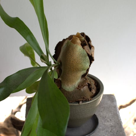 観葉植物 コウモリラン(G-23)