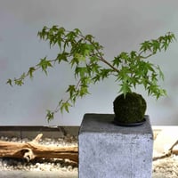 苔玉 紅葉〈流泉〉(C-37)