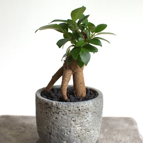 観葉植物 人参ガジュマル(G-35)