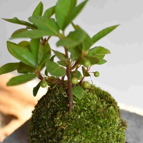 苔玉 ヤブコウジ(C-35)