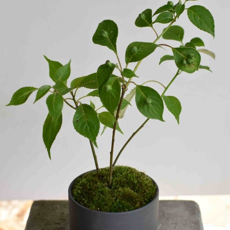 盆栽　花筏(Y-52)