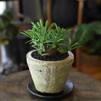 観葉植物　峨眉山(G-13)