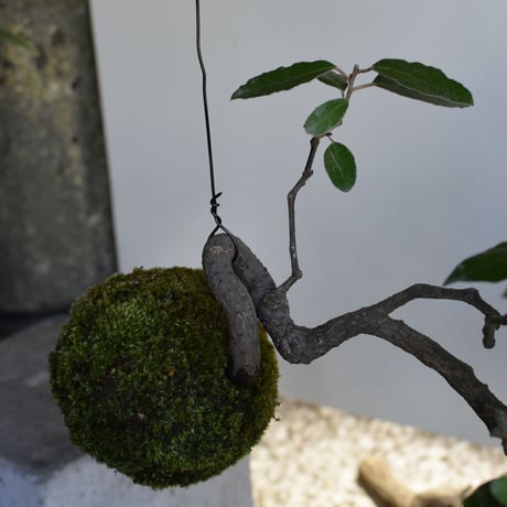 苔玉 寒グミ(C-46)