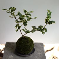 苔玉 寒椿〈三光斑〉(C-52)