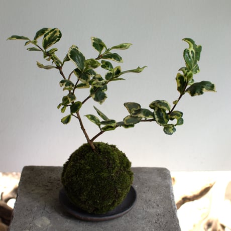 苔玉 寒椿〈三光斑〉(C-52)