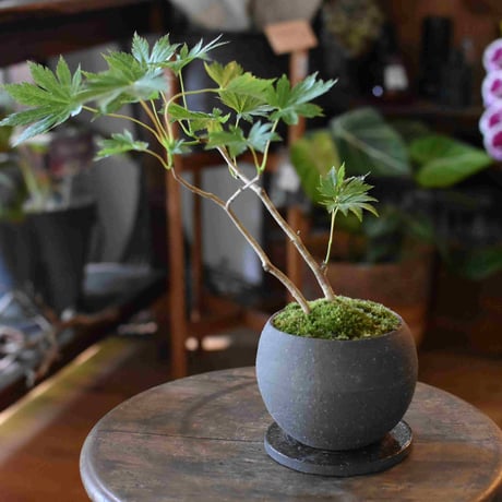 盆栽 紅葉〈葉団扇楓〉(Y-23)