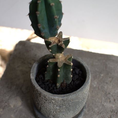 観葉植物 柱サボテン(G-31)