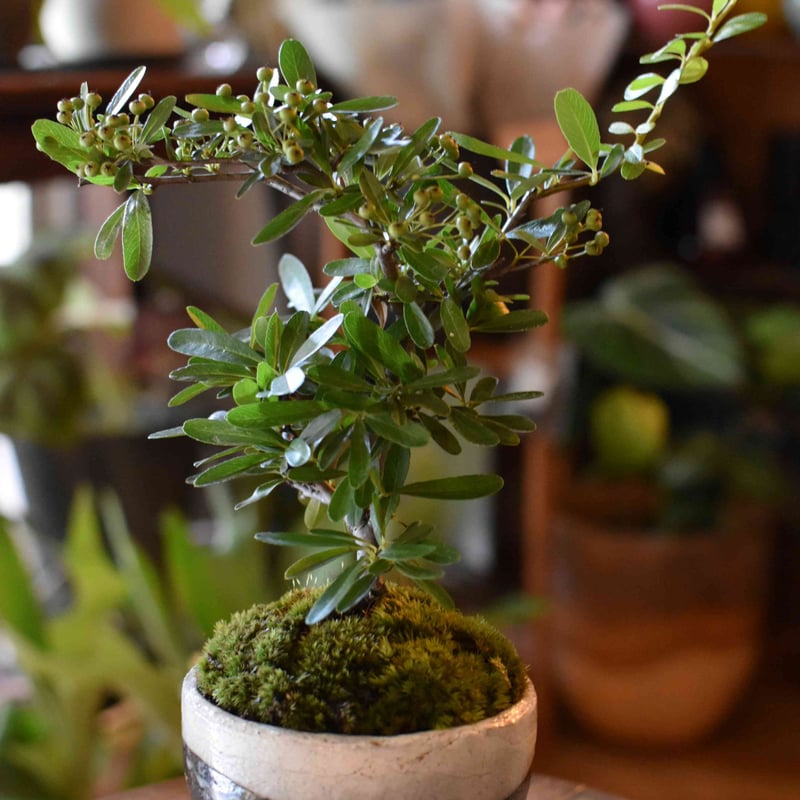 姫オリーブ小品盆栽 盆栽 姫オリーブ-21 姫オリーブ小品盆栽