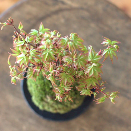 苔玉　紅葉〈清姫〉(C-11)