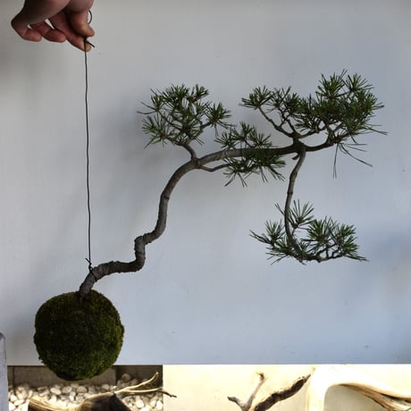 苔玉 赤松(C-48)
