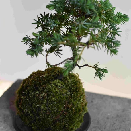 苔玉　高嶺杜松〈日本一〉(C-20)