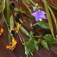 【花便り】アソートS(和花/茶花) お花の定期便