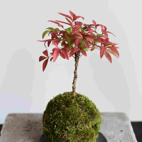 苔玉 オタフク南天(C-42)