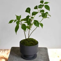 盆栽　花筏(Y-52)