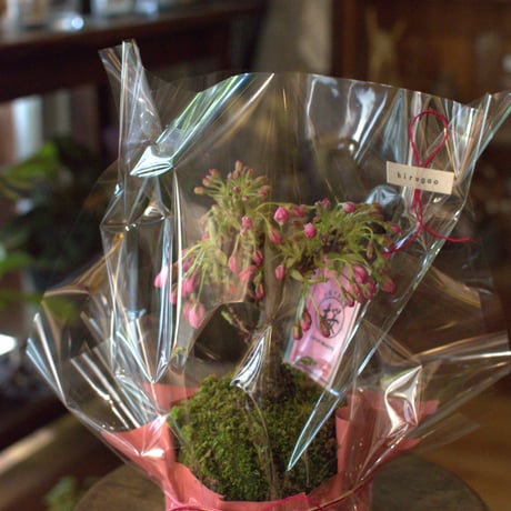 苔玉　旭山桜(C‐11)