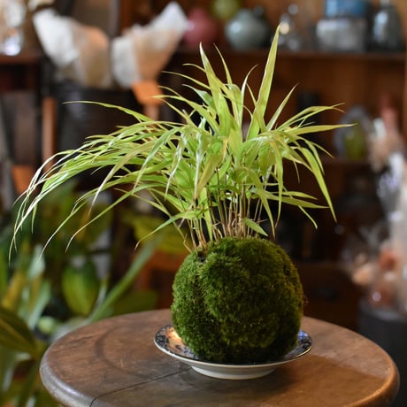 苔玉　風知草(C-16)