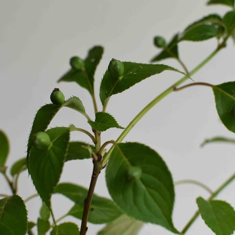 盆栽　花筏(Y-52)
