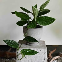 観葉植物 モンステラ(G-24)